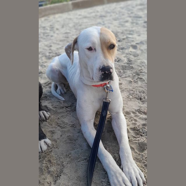 Photo of Phoebe *250 Adoption Fee*