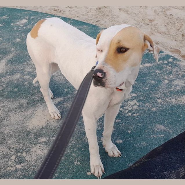 Photo of Phoebe *250 Adoption Fee*