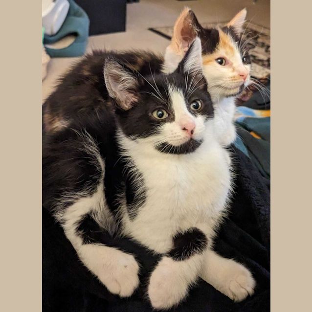 Photo of Slinky And Rocket