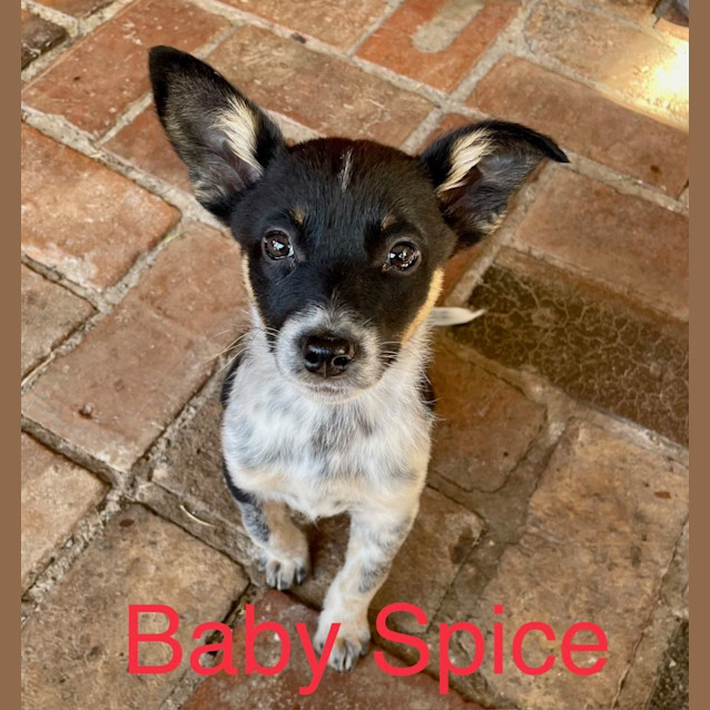 Photo of Baby Spice