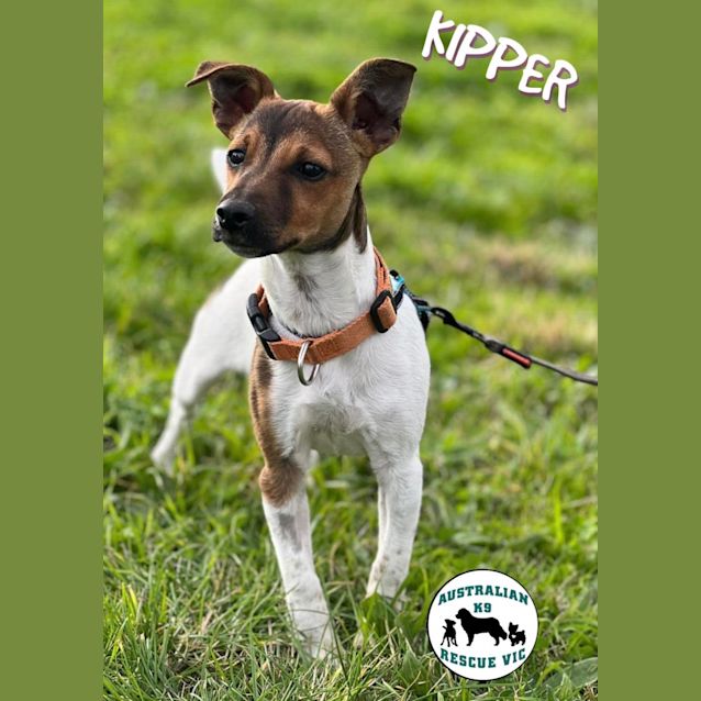 Photo of Kipper 