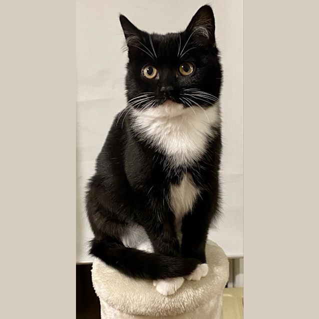 Photo of Little Queen Charlie
