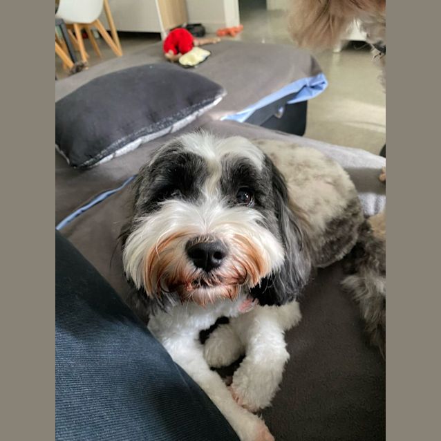 Photo of Suki