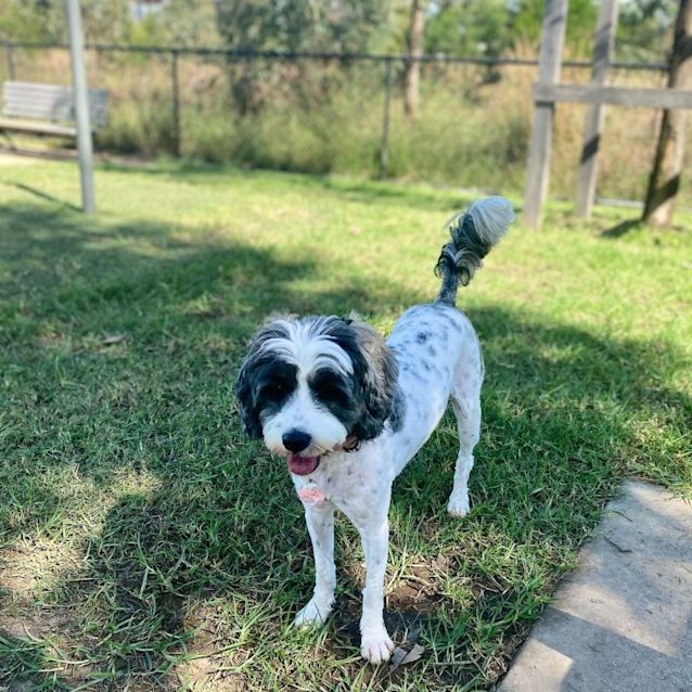 Photo of Suki