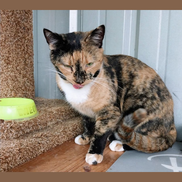 Photo of Queen Eliza Puss
