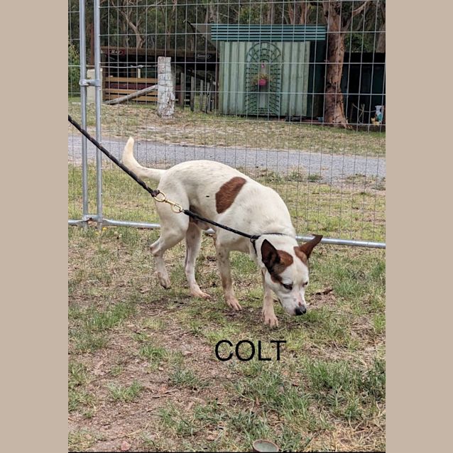 Photo of Colt