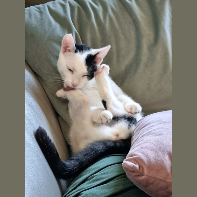 Photo of Nova And Dobbie