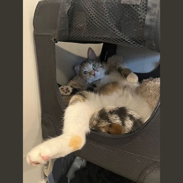 Photo of Pebbles And Sash