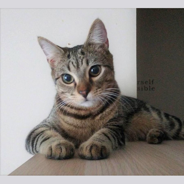 Photo of Marley