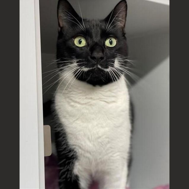 Photo of Bentleigh