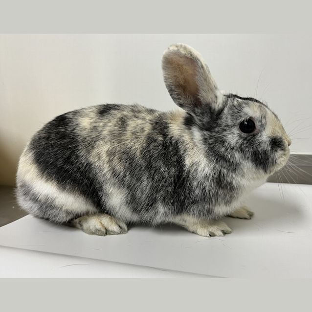 Photo of Buttercup