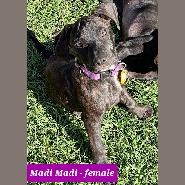 Photo of Valerians Pups! 