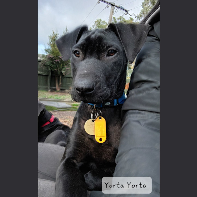Photo of Valerians Pups! 