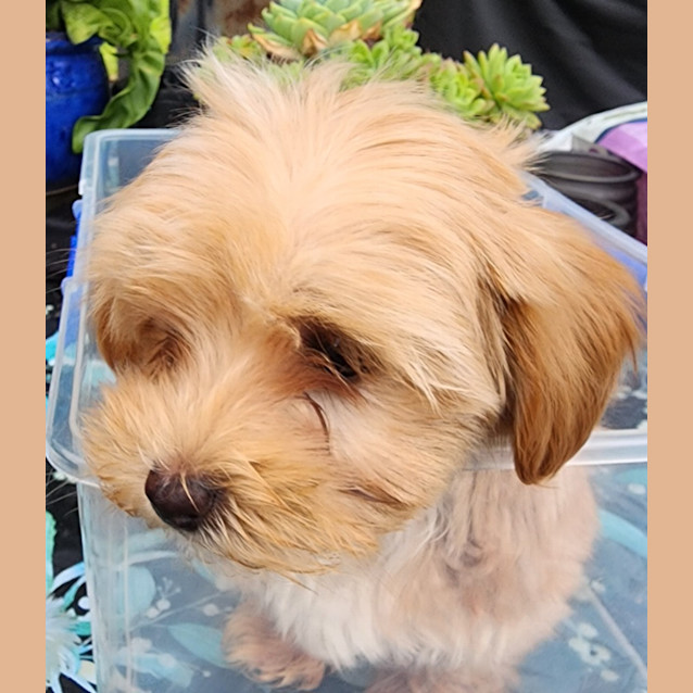 Photo of Brandy
