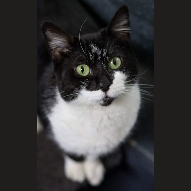 Photo of Sherlotta (Rescue Transfer)