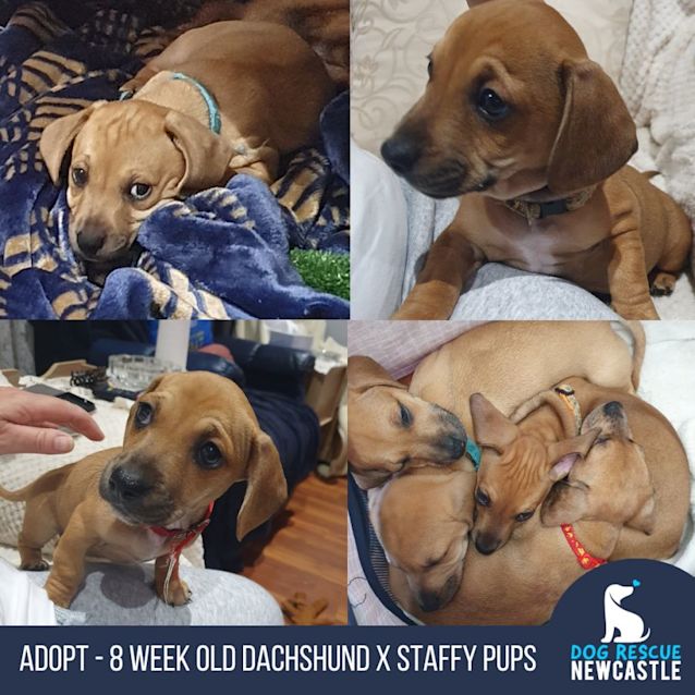 Photo of Buddy   8 Week Old Dachshund X Staffy (Trial)