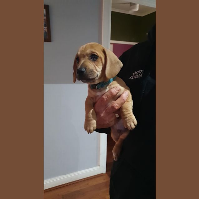 Photo of Buddy   8 Week Old Dachshund X Staffy (Trial)