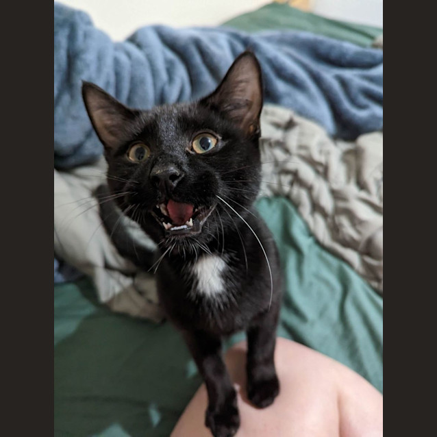 Photo of Felix   Located In Sunshine