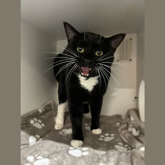 Photo of Socks