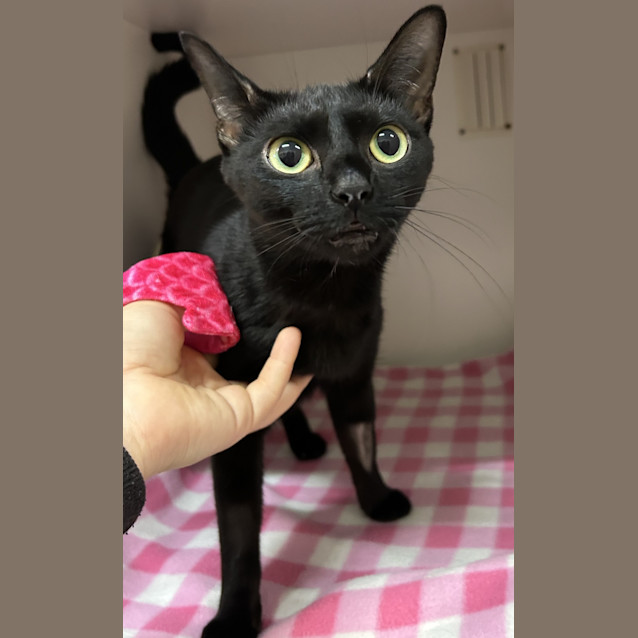 Photo of Cinders