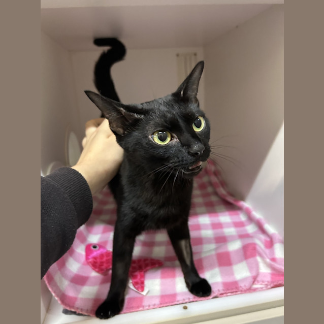 Photo of Cinders