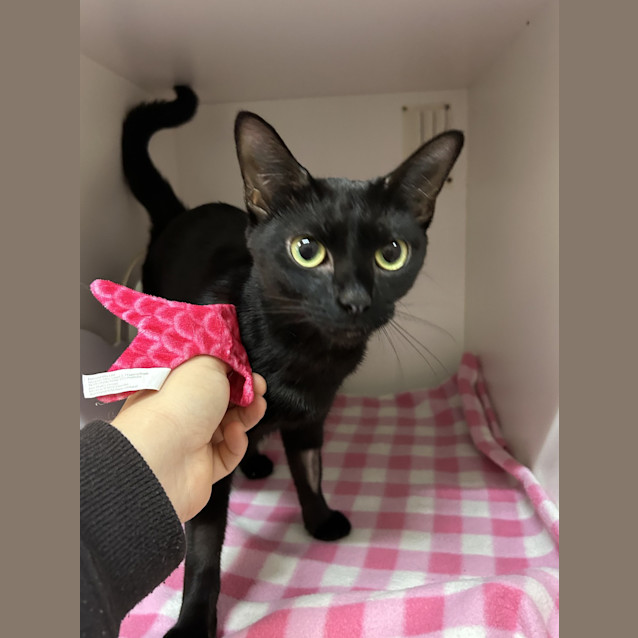 Photo of Cinders