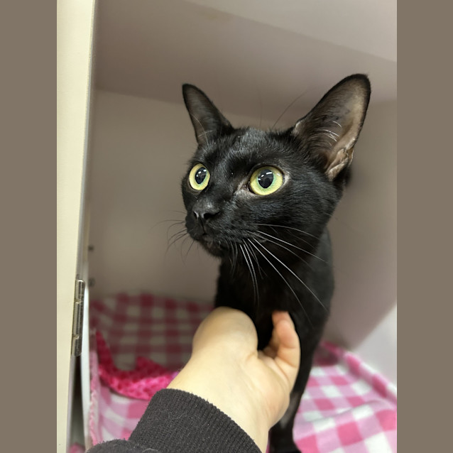 Photo of Cinders