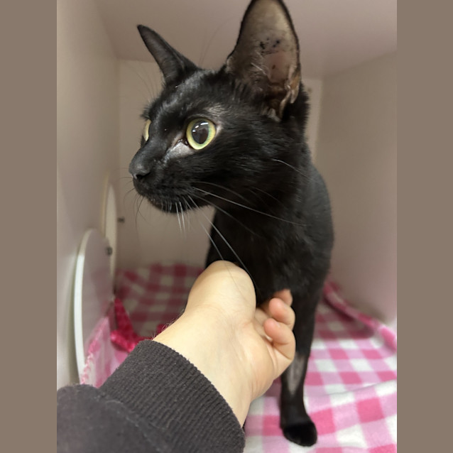 Photo of Cinders