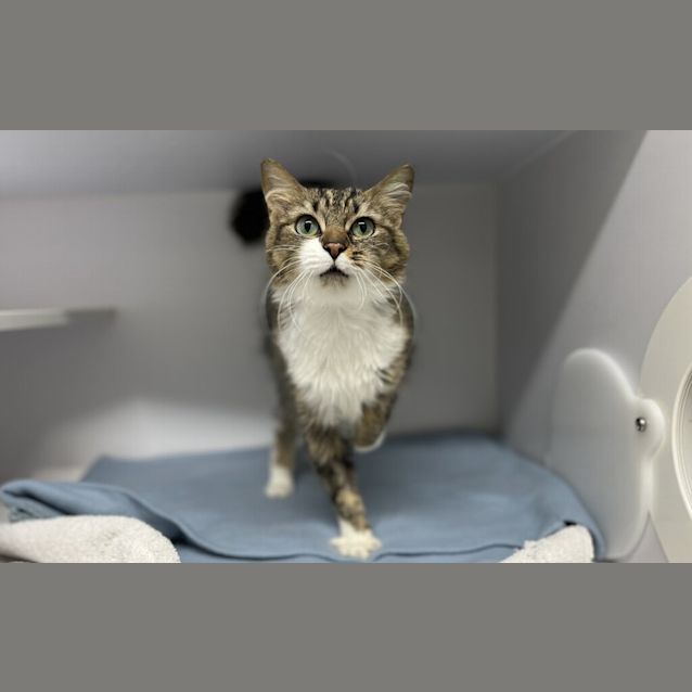 Photo of Sweet Shylow