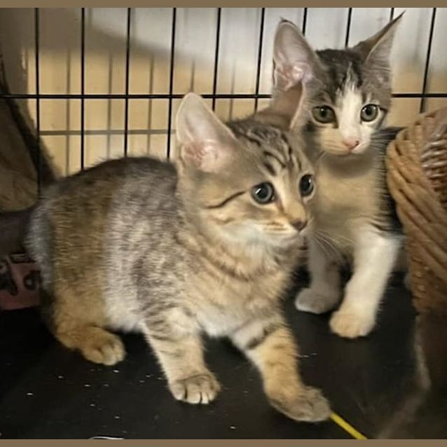 Photo of Gorgeous Boys (Not Bonded, Can Be Seperated)