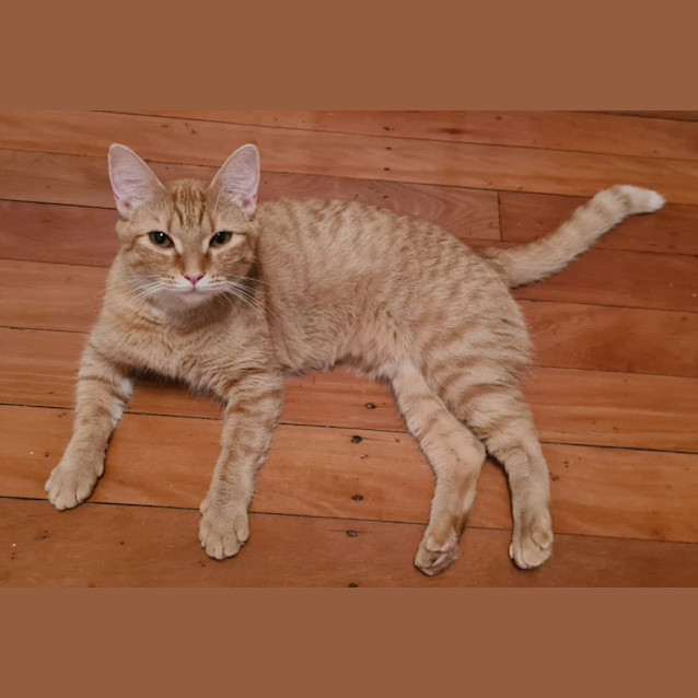 Photo of Annie