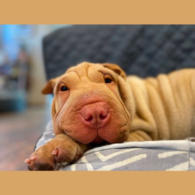 Photo of Dumpling