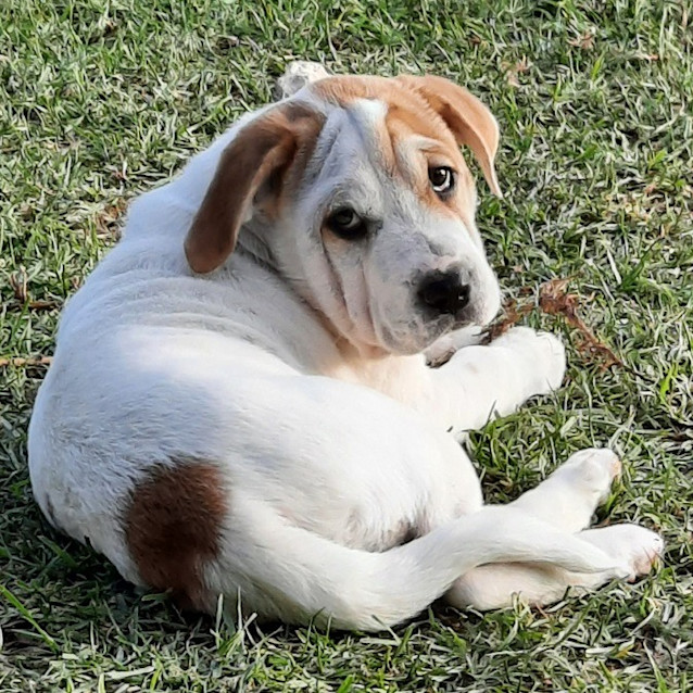 Photo of Freckle