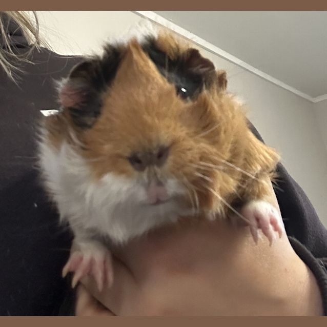 Photo of Gretel