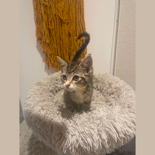 Photo of Lottie Meet Me 29/7/23 At Petstock Hastings Store