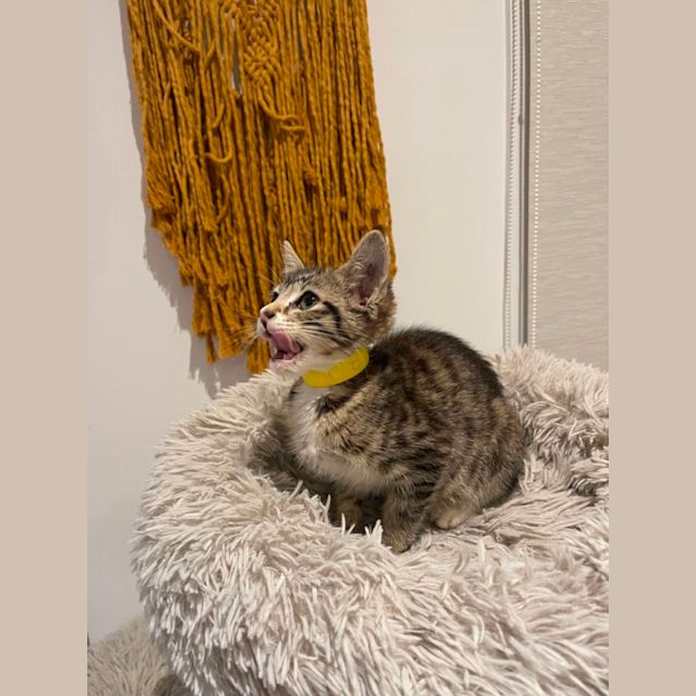 Photo of Lottie Meet Me 29/7/23 At Petstock Hastings Store