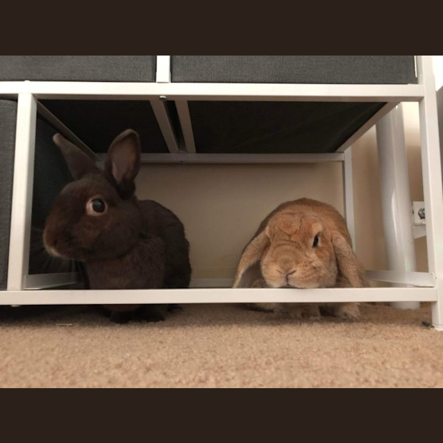 Photo of Peter And Fluffy