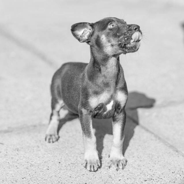 Photo of Ebony