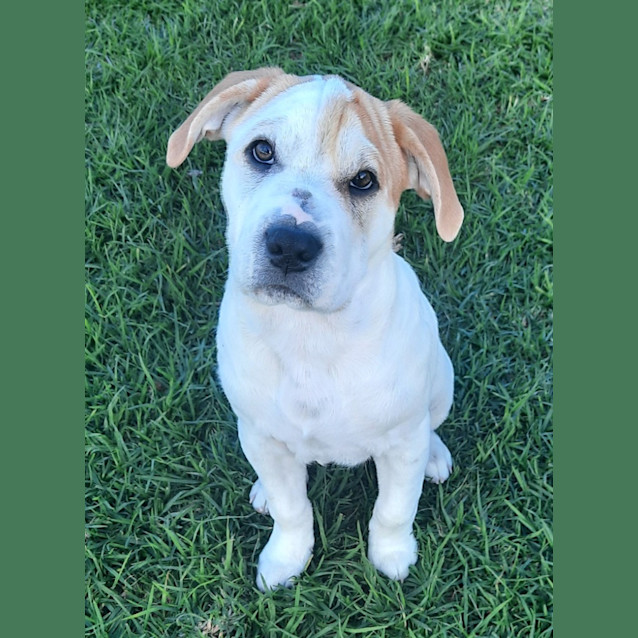 Photo of Freckle
