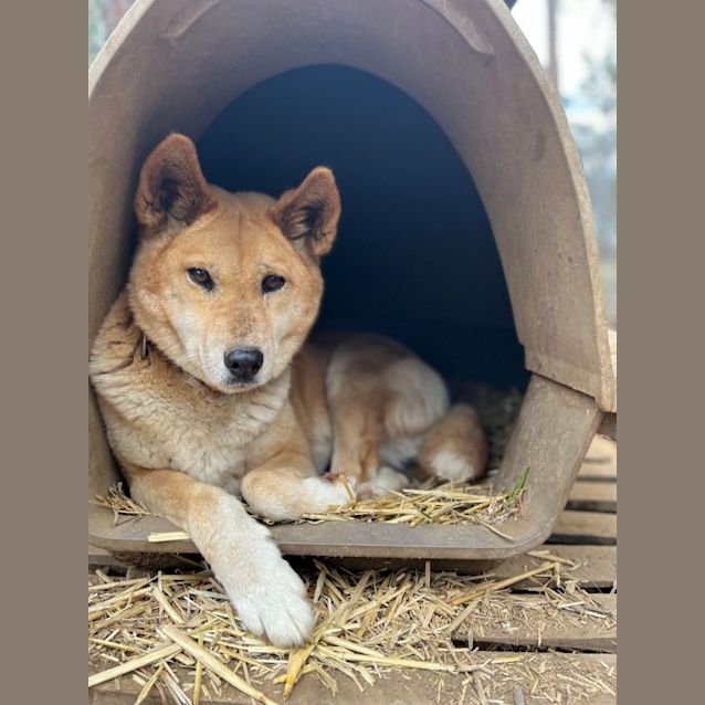 The Australian dingo: to be respected, at a distance