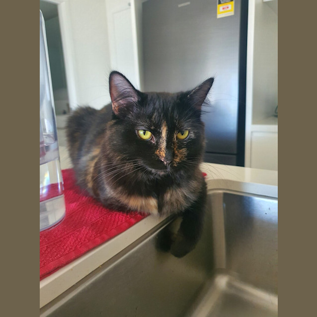 Photo of Tinker Bell