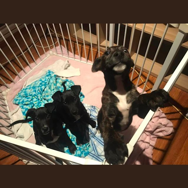 Photo of Leo (Leonardo)