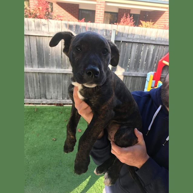 Photo of Leo (Leonardo)