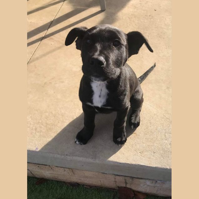 Photo of Leo (Leonardo)