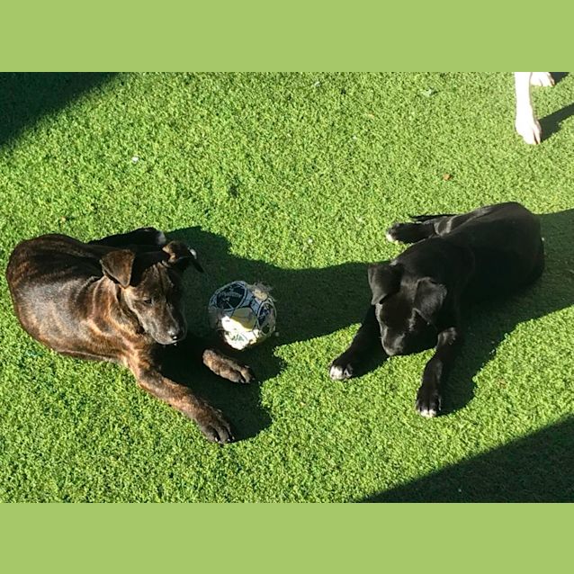 Photo of Leo (Leonardo)