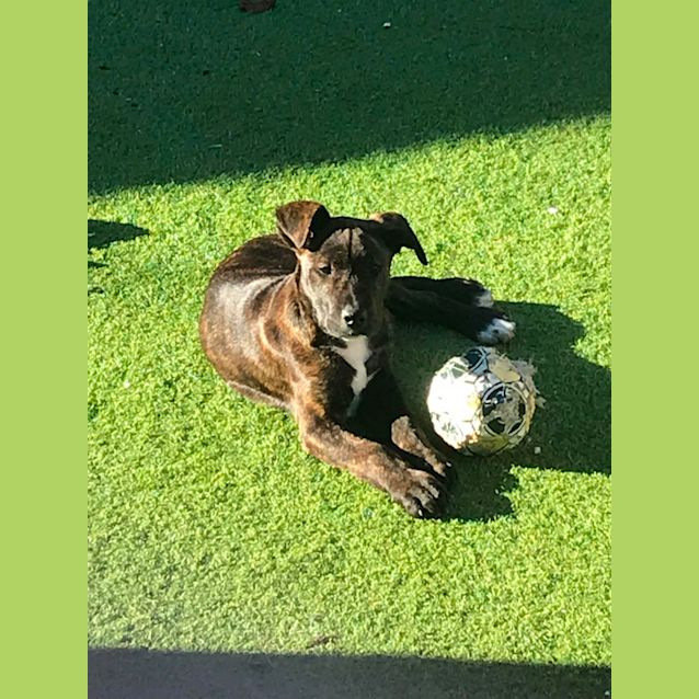 Photo of Leo (Leonardo)