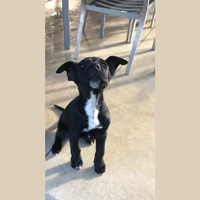 Photo of Raphael (Raffy)