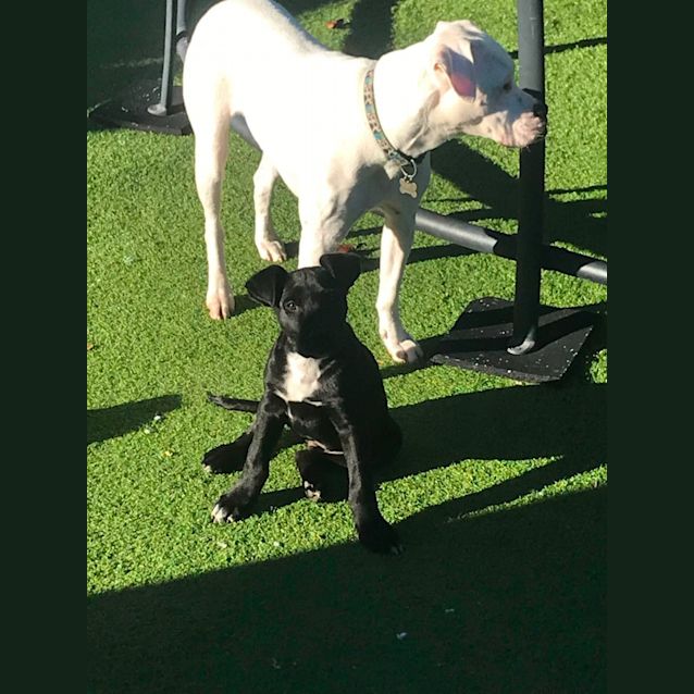 Photo of Raphael (Raffy)