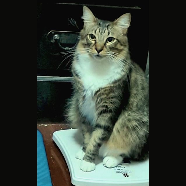Photo of Peanut