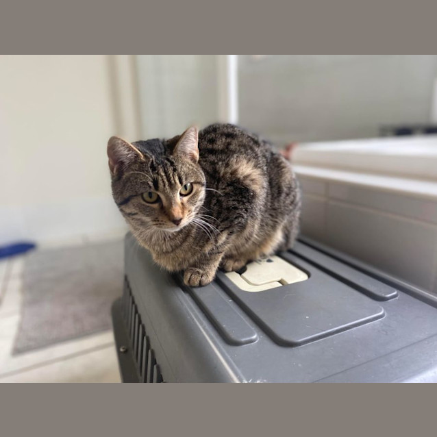 Photo of Caramel